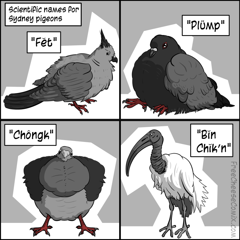 Scientific Names for Sydney Pigeons Comic